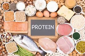 THE IMPORTANCE OF PROTEIN
